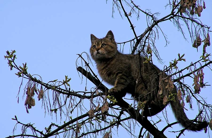 Птичка! Ты куда?!!!! Кот дерево весна кошка