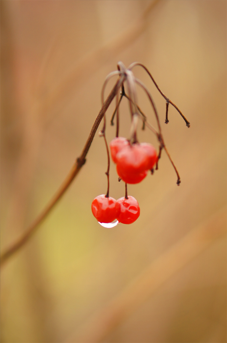 *** осень природа калина капля дождь
