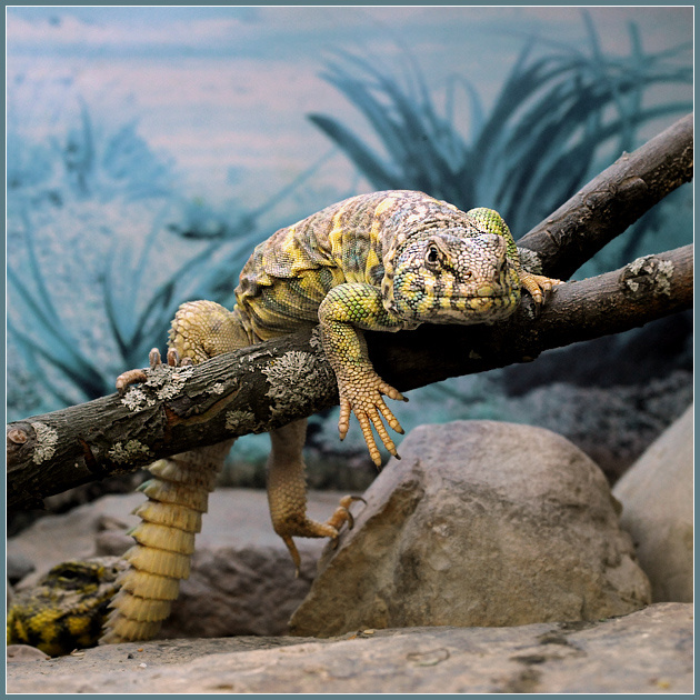 Тогда мы идем к вам! украшенный шипохвост Uromastyx ornatus