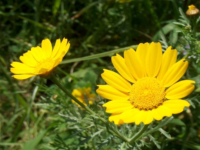 Yellow flower