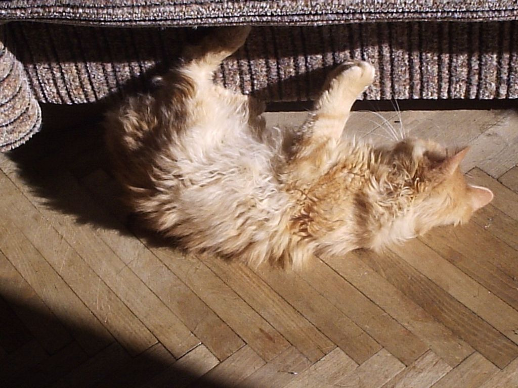 Кошар 