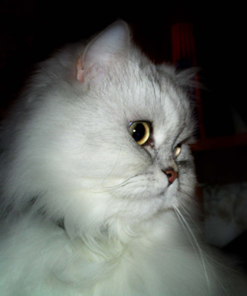 Алекс Животные