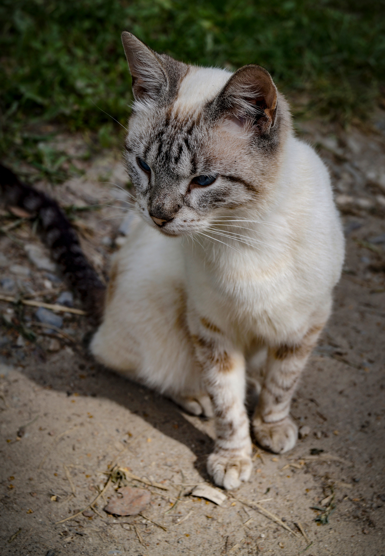 *** кот котик