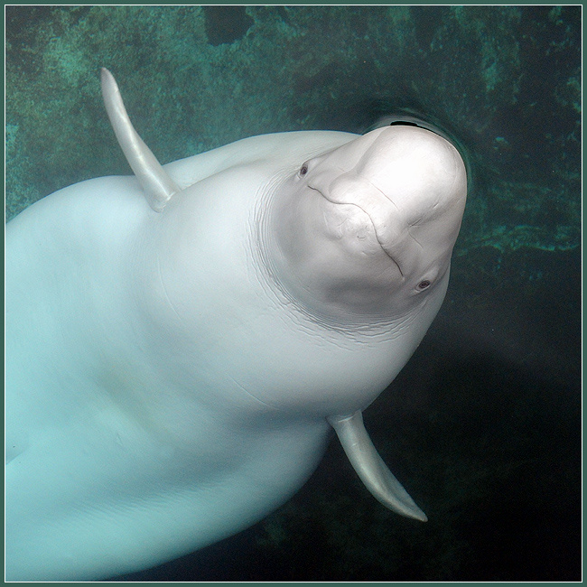Юлька белуха Delphinapterus leucas
