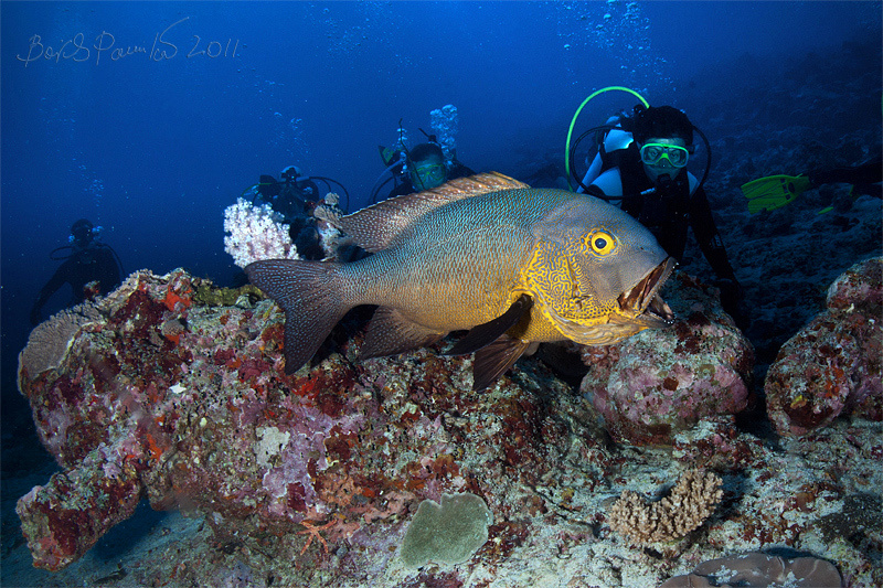 соло для дайверов Macolor macularis midnight snapper Maldives Мальдивы Маколор пятнистый 