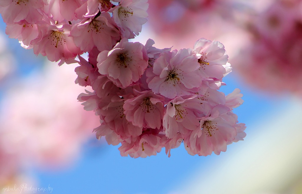 нежное настроение 