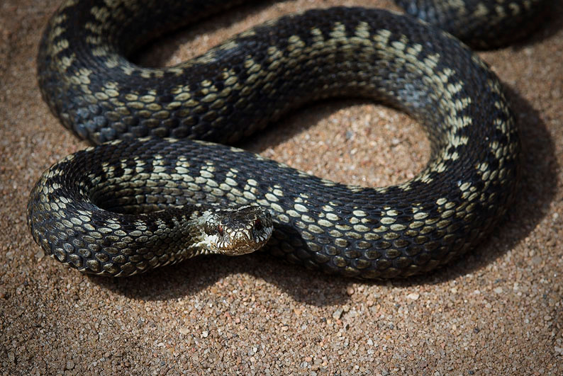 Vipera berus Vipera berus Гадюка