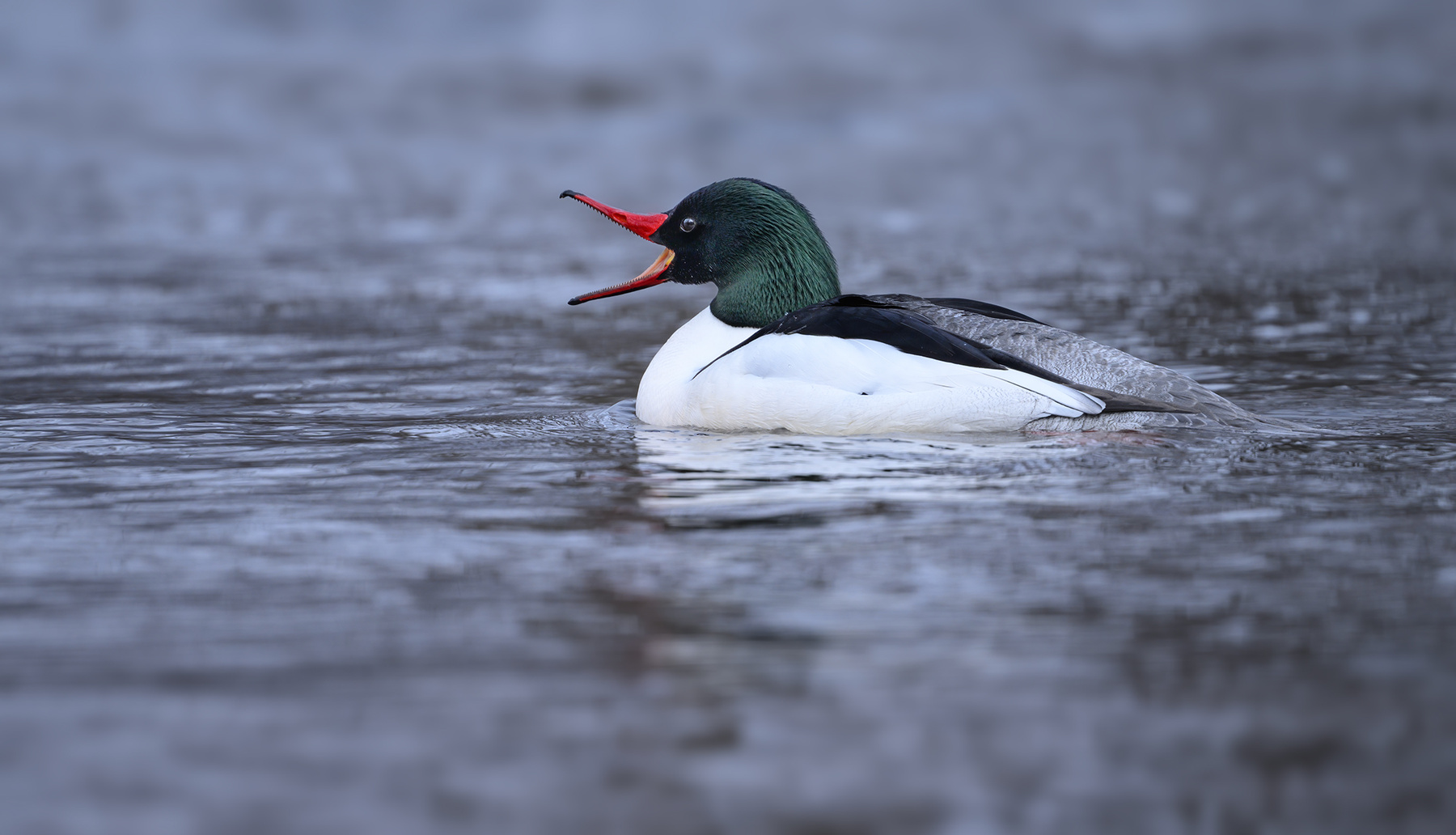 Common merganser (m) 