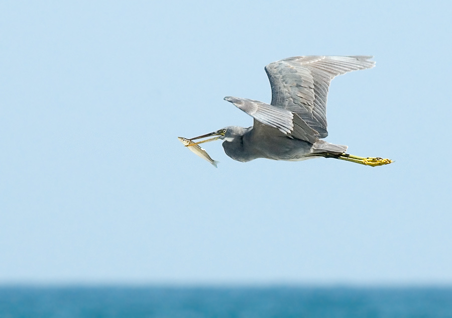Летучая рыбка Рифовая цапля, (Western) Reef Egret, Egretta gularis, летучая рыба