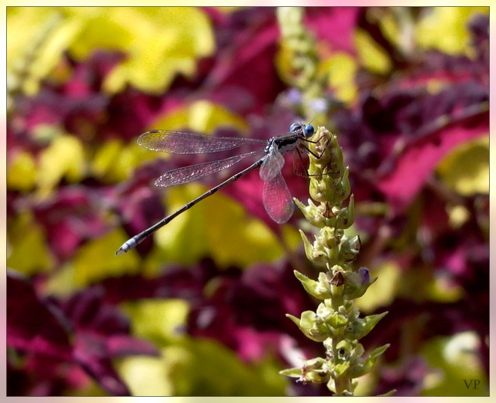 wildlife dragonfly стрекоза