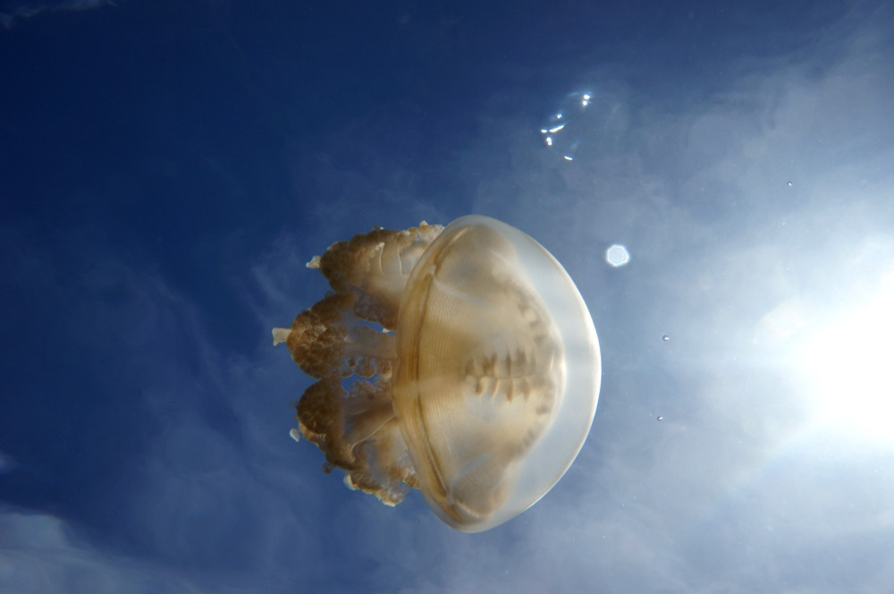 Я - Солнце медуза, jelly-fish