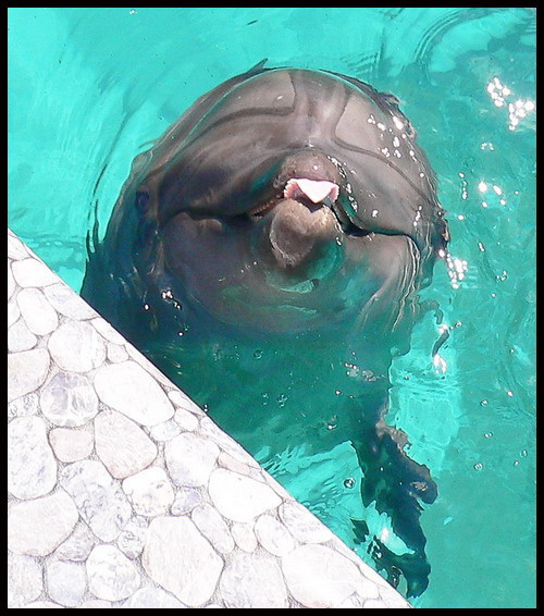 Дразнилка) дельфин, зоопарк, tursiops, truncatus