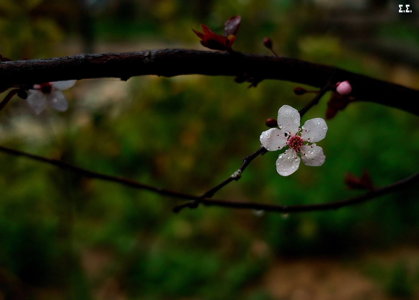 FRESH ALMOND FLOWER 