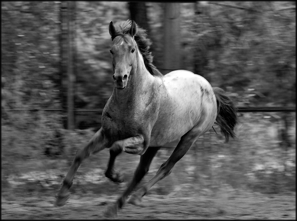 бумеранг лошадь horse
