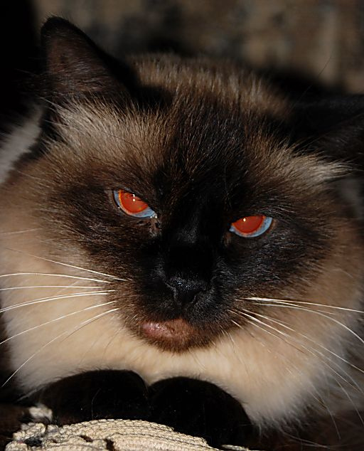 Добренькая. кошка, зверь, злая