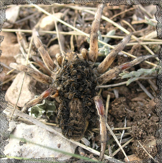 monster mum tarantula monster mum самка тарантула