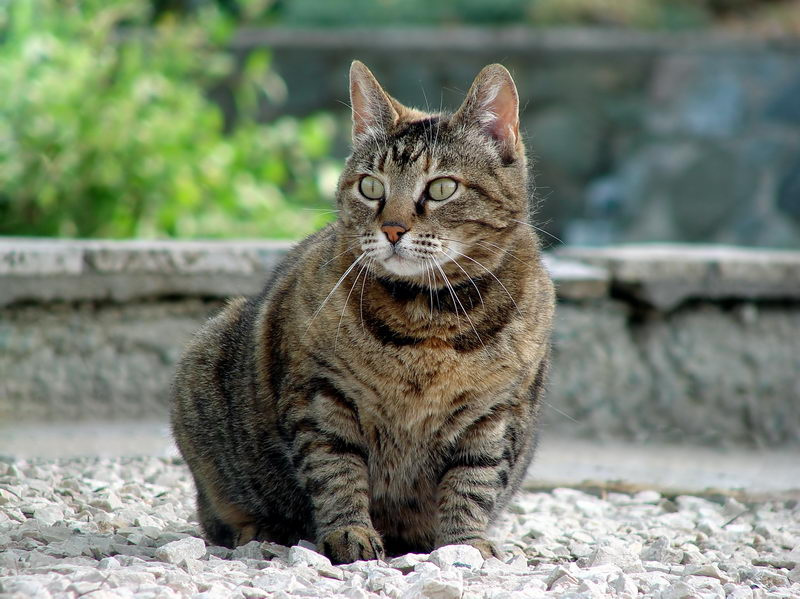 Гордая кошка мурка