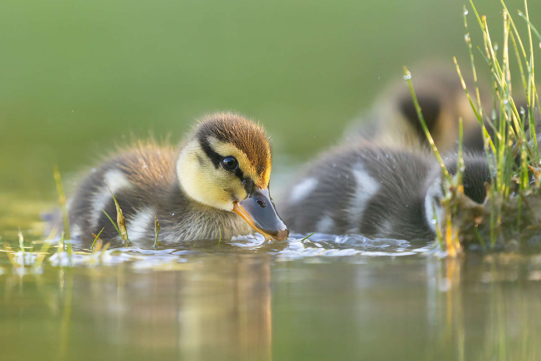Duckling 