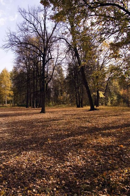 Осень парк осень москва пейзаж
