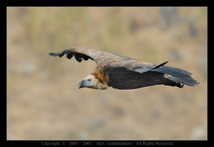 Белоголовый сип (Griffon Vulture). Griffon, Vulture, Белоголовый-сип, (гриф), , Гамла, , заповедник, , Израиль