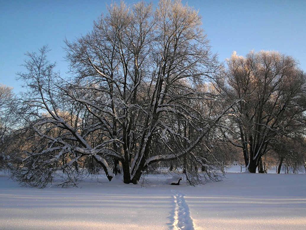 скамейка 