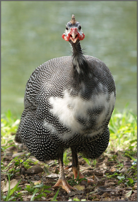 Портрет напуганной цесарки Helmeted Guineafowl Numida meleagris цесарка