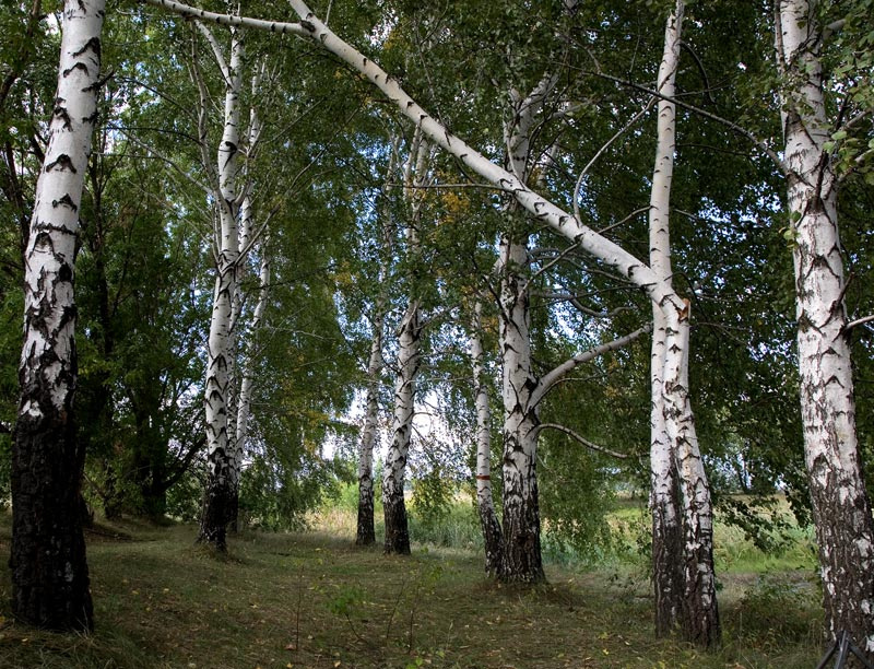 Березы березы конец лета