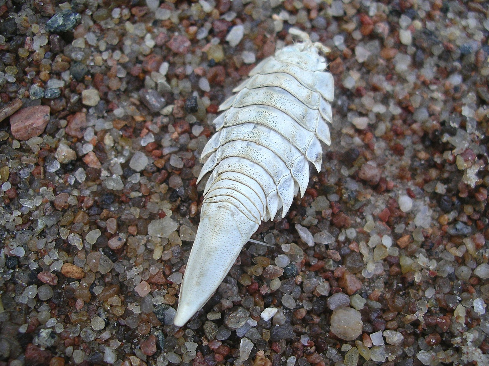 Isopoda Valvifera 