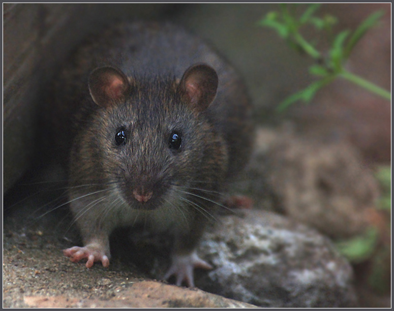 Нечаянная встреча серая крыса Rattus norvegicus