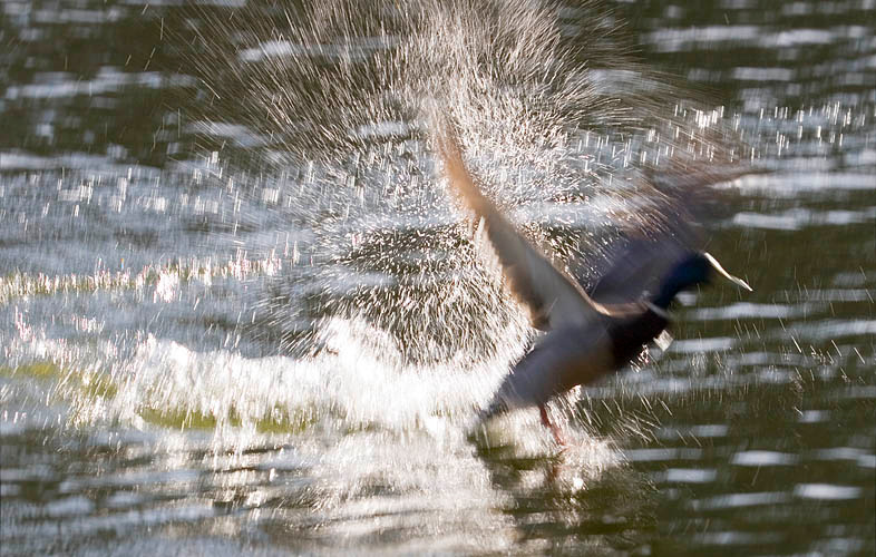 Салют, весна! весна вода утка