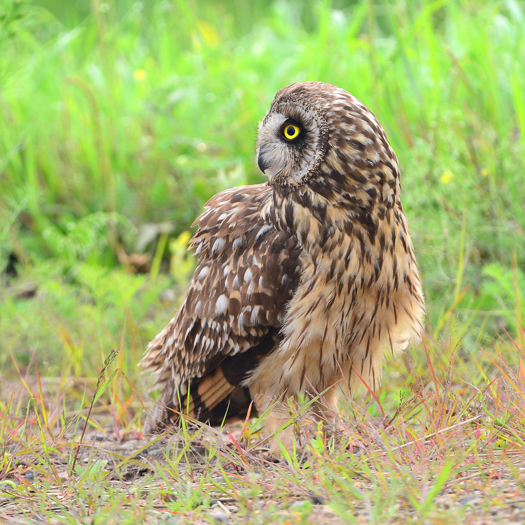 Short-eared Owl.  Болотная сова. Слеток. 