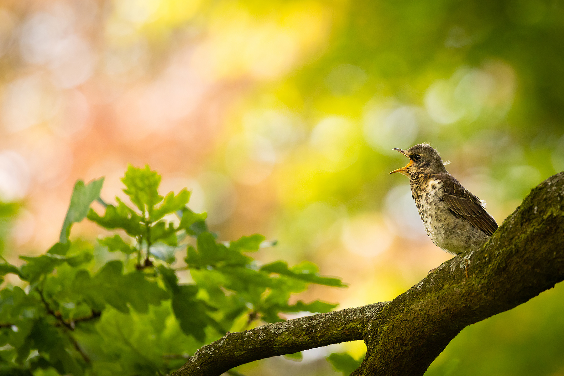 Fieldfare 