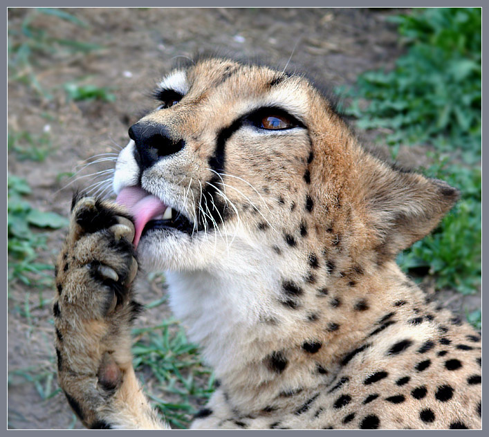 Французский маникюр Гепард, Acinonyx jubatus, Московский зоопарк