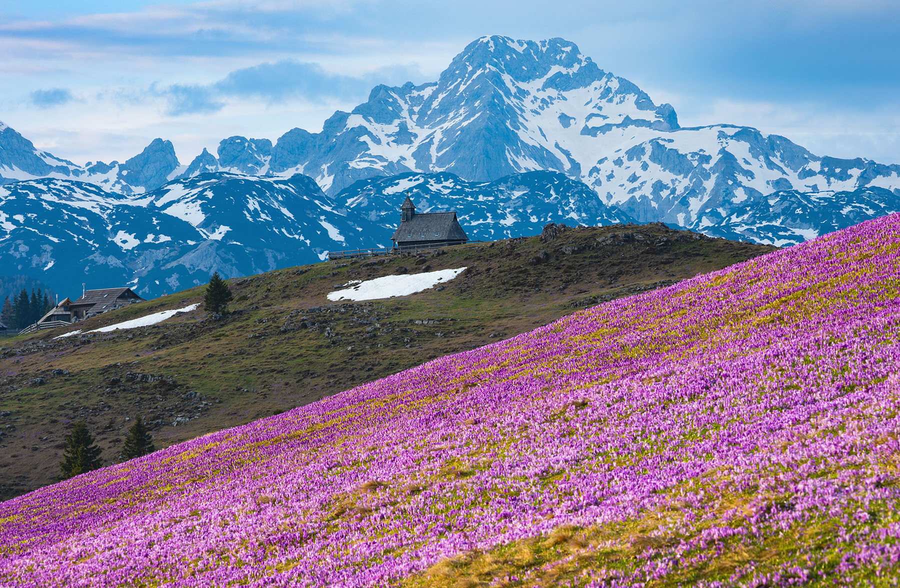 Цветение крокусов словения велика планина альпы alps slovenia velika planina