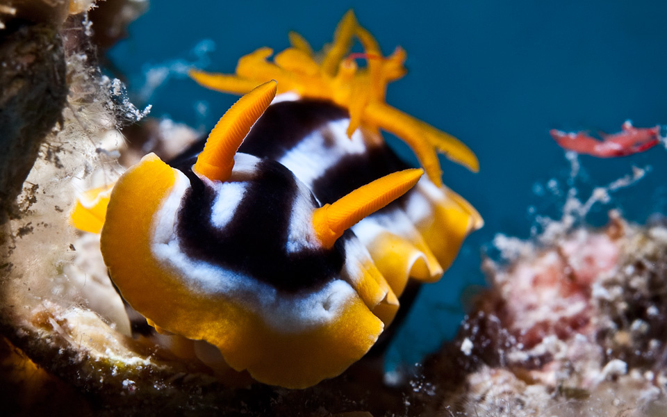 *** голожаберник пижама nidibranch