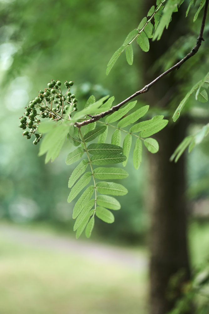 *** 