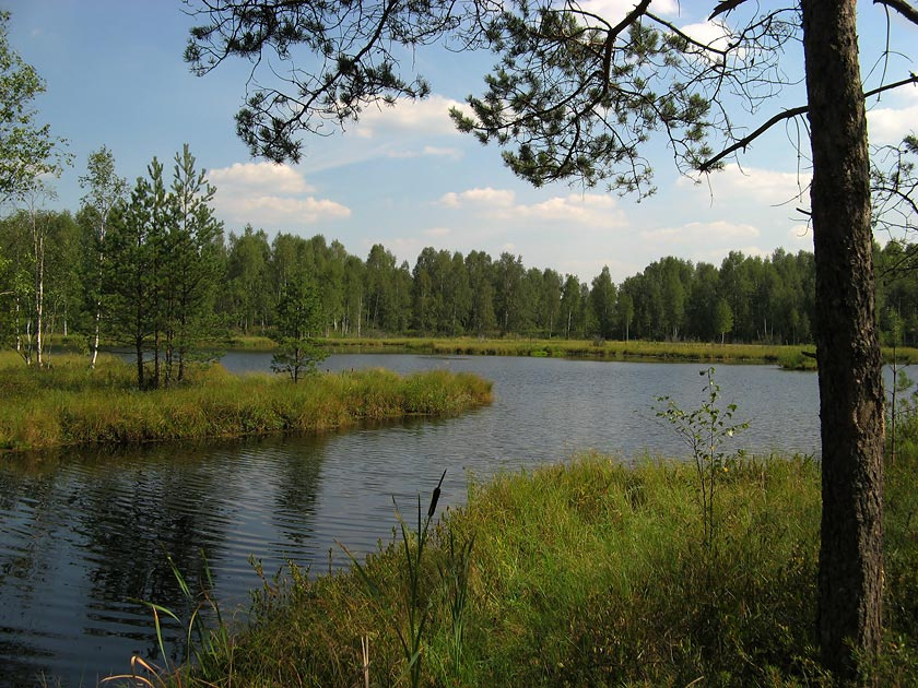 Летний пейзаж 