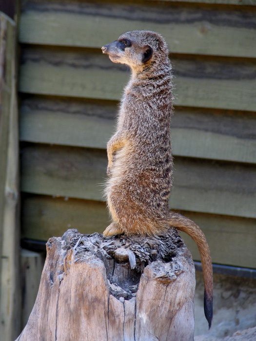 \"Wait a minute please! Animal Zoo