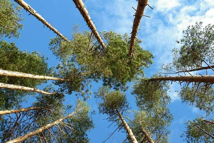 Памяти Виктора Розова. Вечно живые...