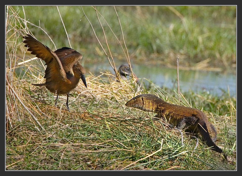 Африка в лицах #42. Незванный гость. Африка Ботсвана Hamerkop Рептилия Ibis