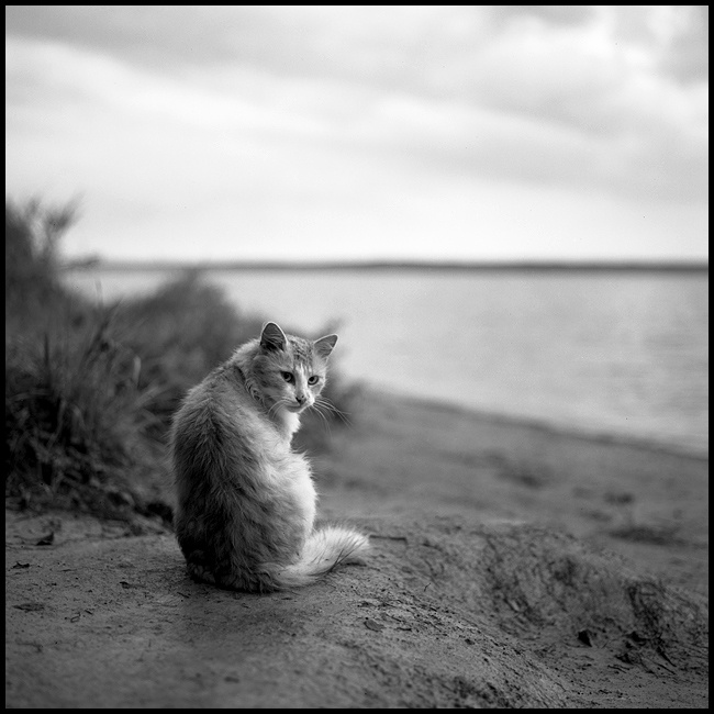 Пейзаж с рыжим кошаком Rolleiflex