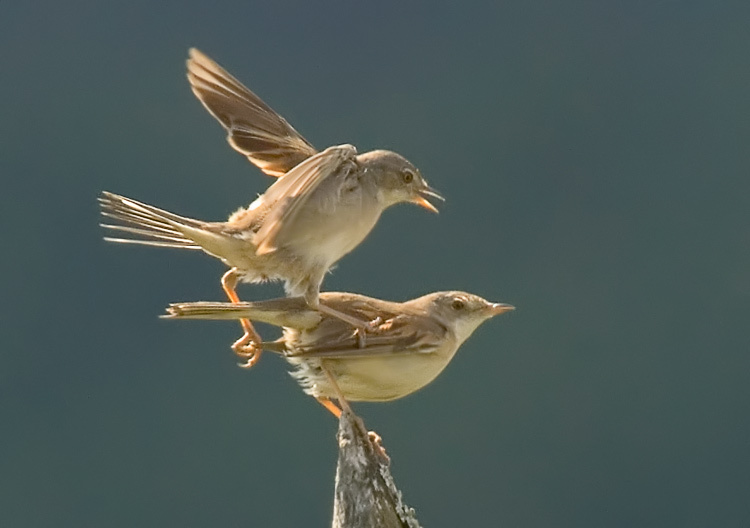 Все Славки делают это Серая славка, Whitethroat, Sylvia communis, копуляция