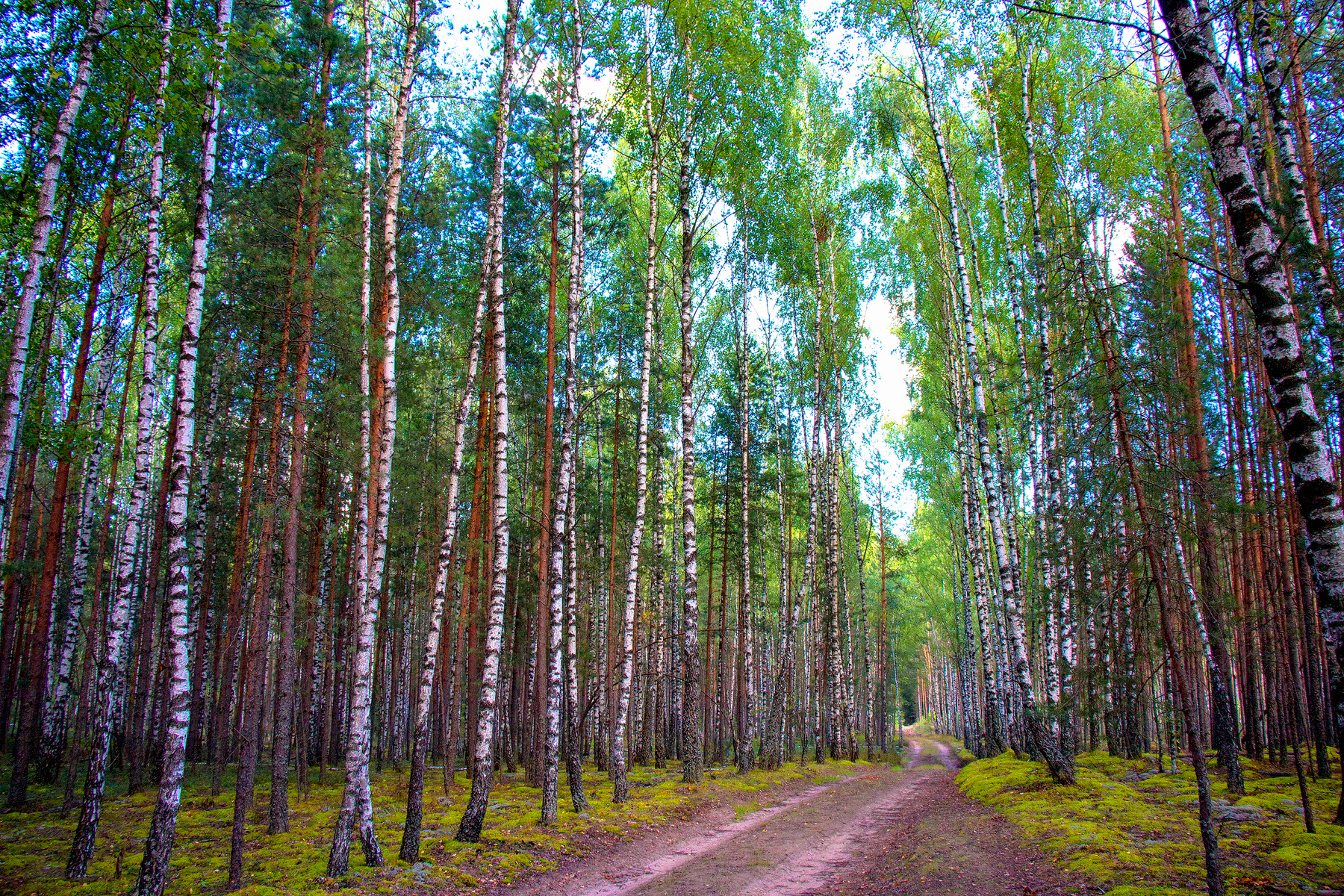 *** природа, лес, березы, пейзаж, дорога