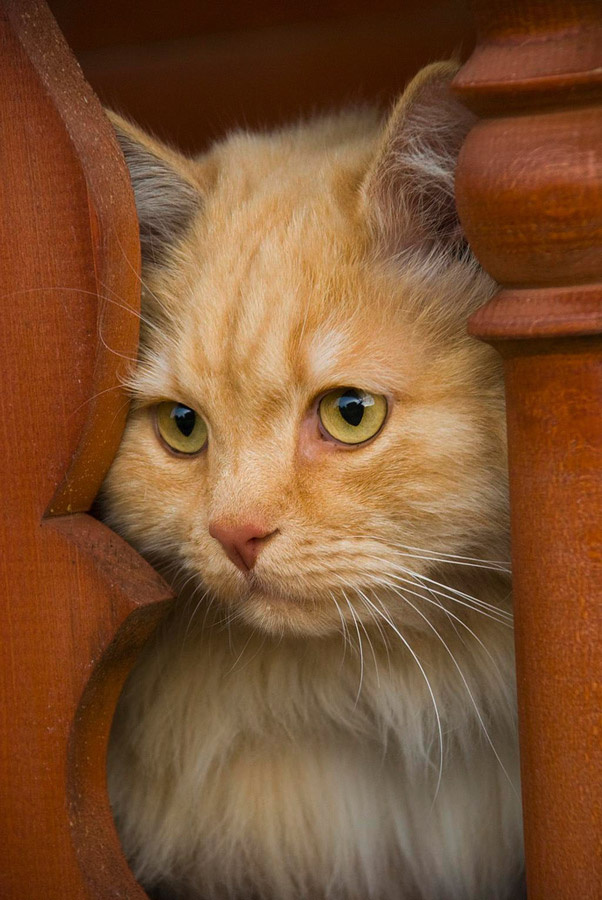 *** кот, портрет, рыжий,