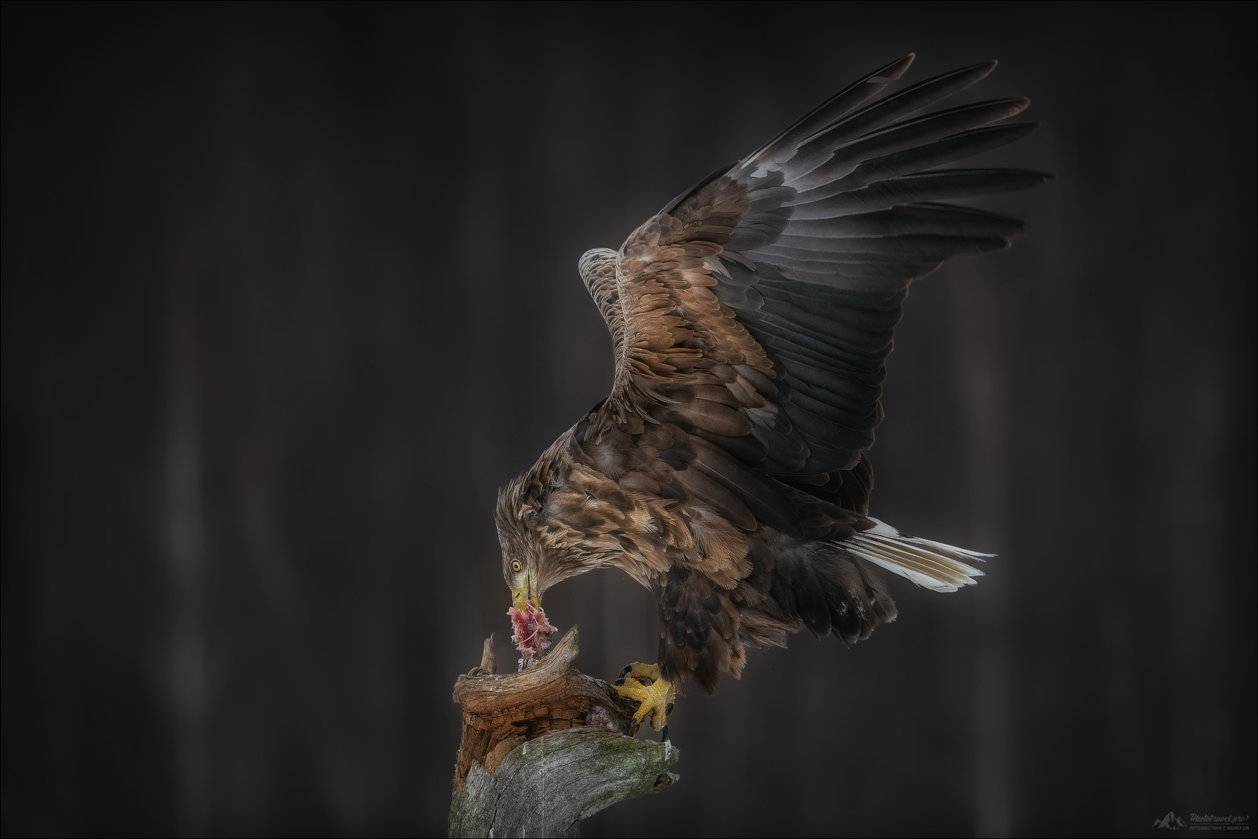 *** красный бор фототур в беларусь орлан-белохвост орлан беркут golden eagle сероватень haliaeetus albicilla белохвостый white-tailed фотоохота
