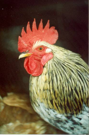 Петя 