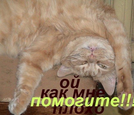 котяра кот