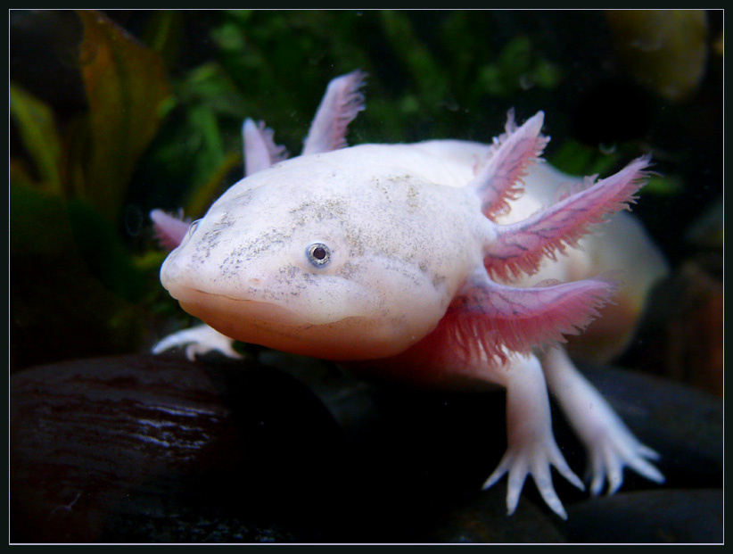 Теперь я сам аксолотль Аксолотль, водяной дракон, тигровая амбистома, axolotl, Ambystoma tigrinum