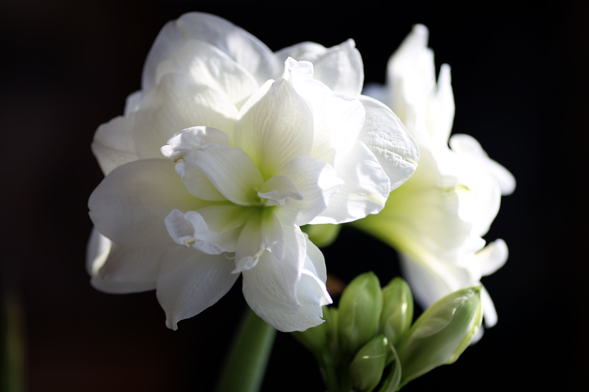 Amaryllis  