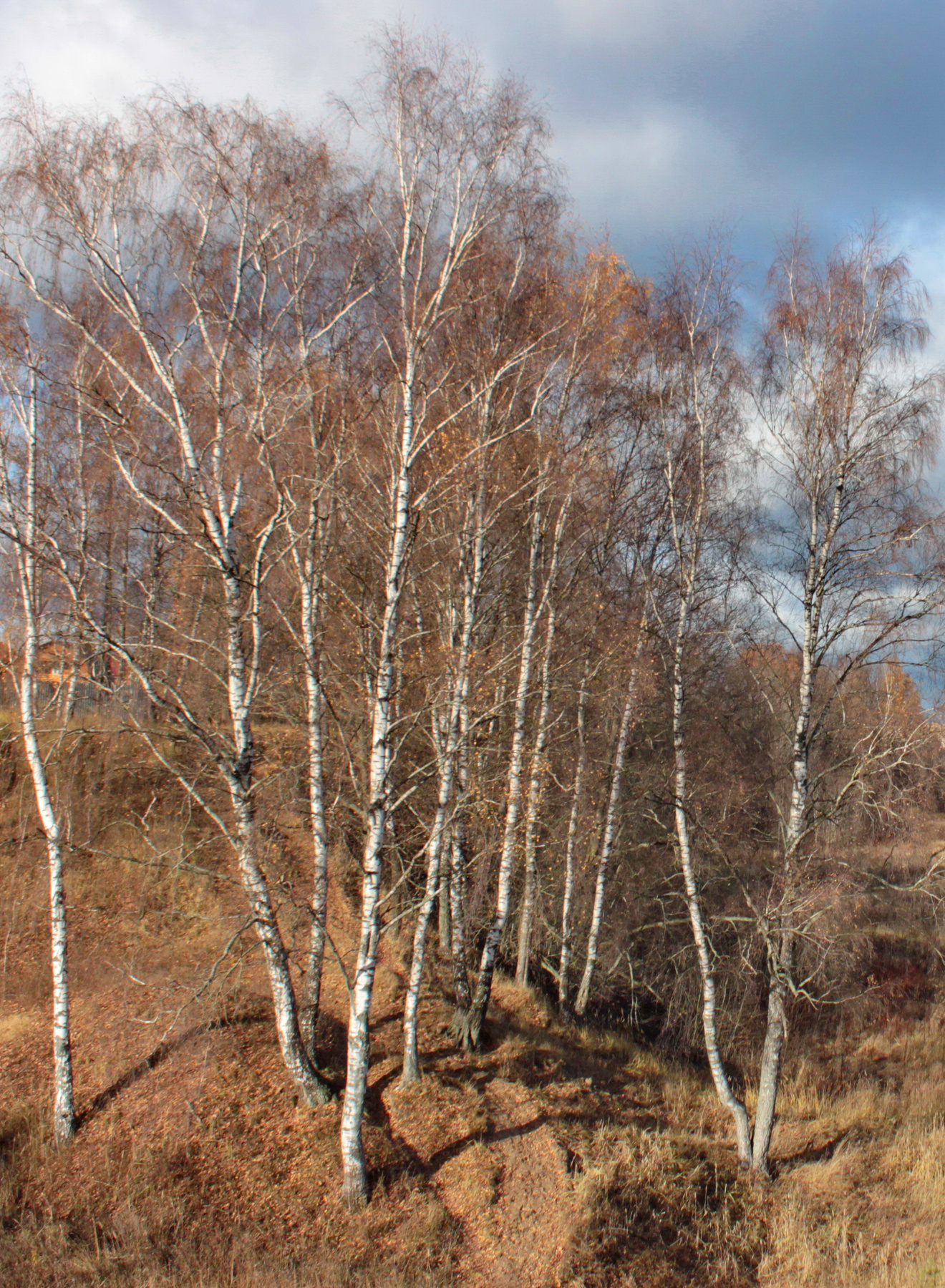 November birches 